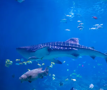 Vie marine à Raja Ampat